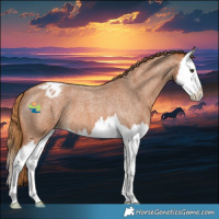 Horse Color:Red Roan Splash Appaloosa