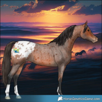 Horse Color:Bay Roan Appaloosa 