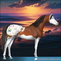Horse Color:Bay Splash Appaloosa 
