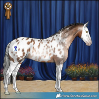 Horse Color:Gray Amber Champagne Splash Appaloosa 