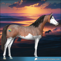 Horse Color:Bay Roan Splash
