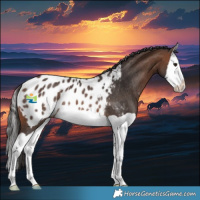 Horse Color:Brown Splash Appaloosa Rabicano 