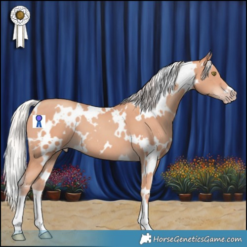 Horse Color:White Spotted Silver Sable Champagne 