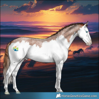 Horse Color:Red Roan Splash