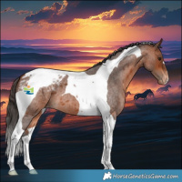 Horse Color:Bay Roan Tobiano Appaloosa