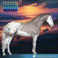 Horse Color:Silver Blue Roan Splash Blanket Rabicano 