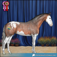 Horse Color:Bay Roan Splash Appaloosa 