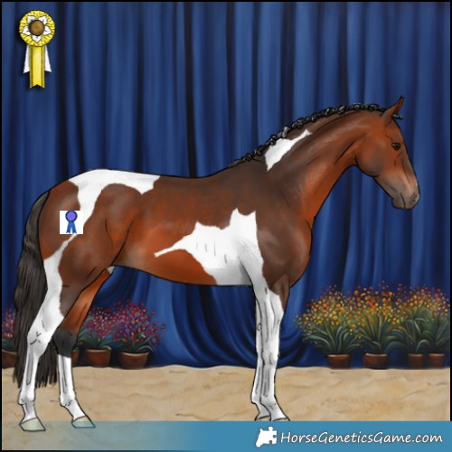 Horse Color:Bay Tobiano