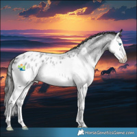 Horse Color:Blue Roan Splash Appaloosa 