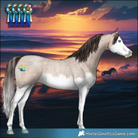 Horse Color:Amber Champagne Roan Splash 
