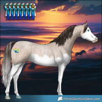 Horse Color:Amber Champagne Roan Splash 