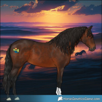 Horse Color:Gray Bay 