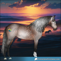 Horse Color:Gray Bay 