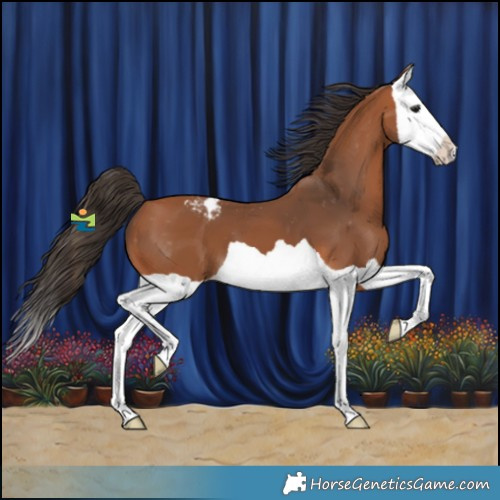 Horse Color:Bay Splash Appaloosa 