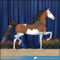 Horse Color:Bay Splash Appaloosa 