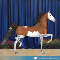 Horse Color:Bay Splash Appaloosa