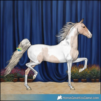 Horse Color:Red Roan Tobiano Appaloosa