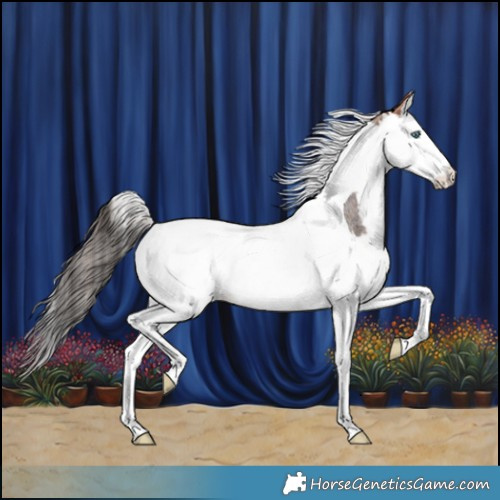 Horse Color:Bay Roan Splash Tobiano Rabicano 