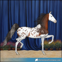 Horse Color:Bay Splash Appaloosa