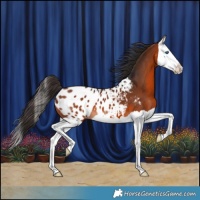 Horse Color:Bay Splash Appaloosa 