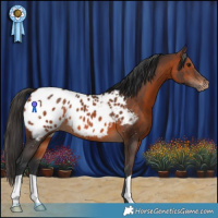 Horse Color:Brown Appaloosa 