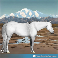 Horse Color:Gray Black 