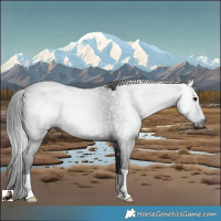 Horse Color:Gray Black