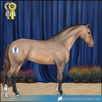 Horse Color:Bay Dun Appaloosa 