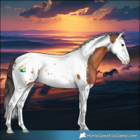 Horse Color:Bay Splash Tobiano Blanket Rabicano