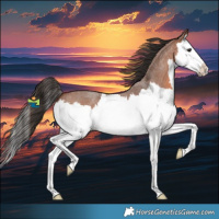 Horse Color:Bay Roan Splash 
