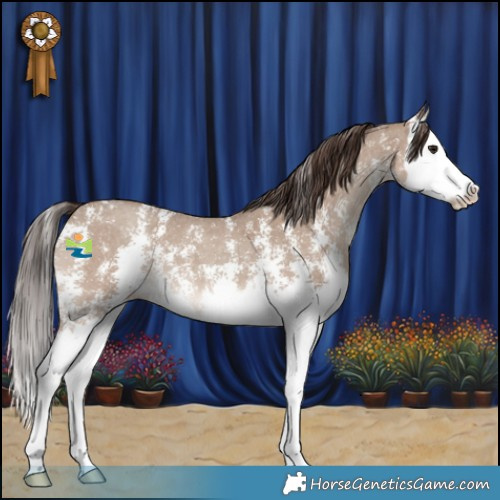 Horse Color:Classic Champagne Sabino Splash 