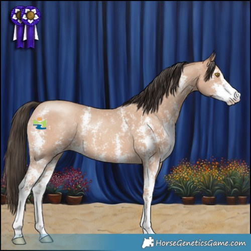 Horse Color:Amber Champagne Sabino 