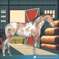 Horse Color:White Spotted Amber Champagne 