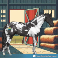 Horse Color:White Spotted Smoky Black 