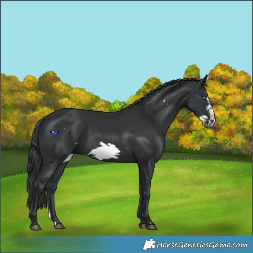 Horse Color:Black Frame 