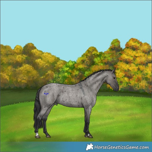 Horse Color:Grullo Roan 