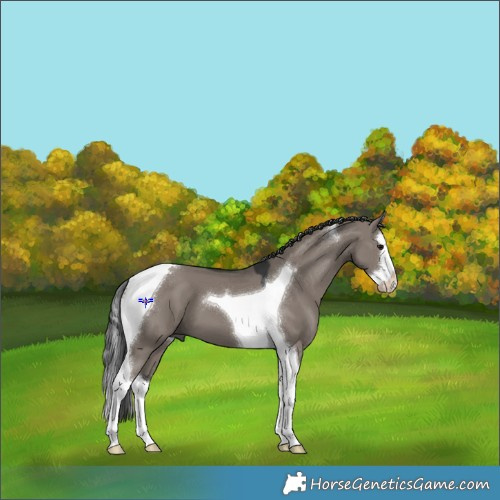 Horse Color:Grullo Splash Tobiano 