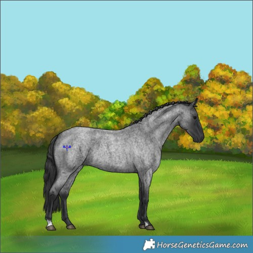 Horse Color:Blue Roan 