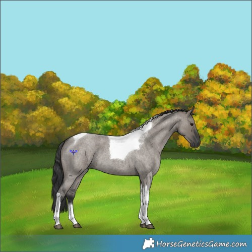 Horse Color:Grullo Roan Tobiano 