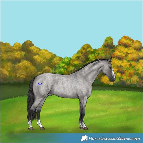 Horse Color:Grullo Roan 