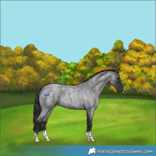 Horse Color:Blue Roan 