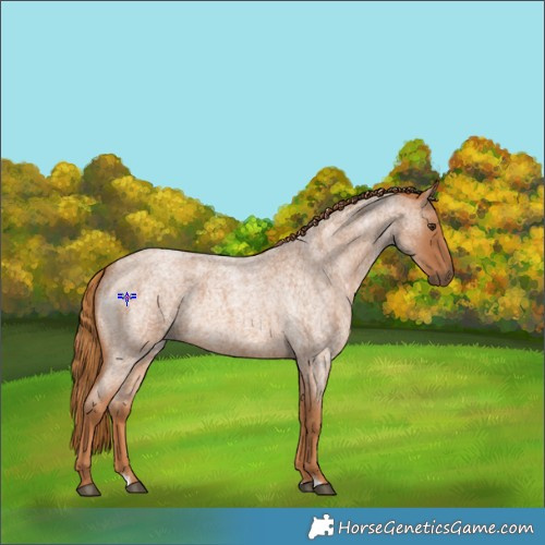 Horse Color:Red Roan 