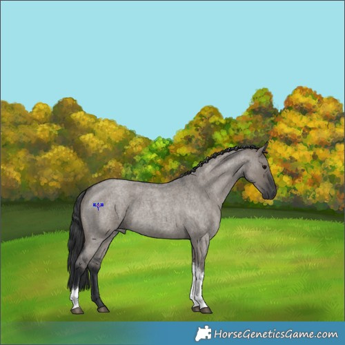 Horse Color:Grullo Roan Tobiano 
