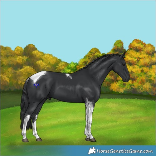 Horse Color:Black Tobiano 