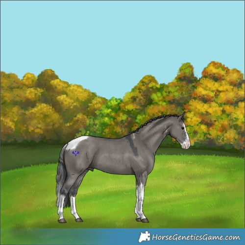 Horse Color:Grullo Sabino Splash Tobiano 