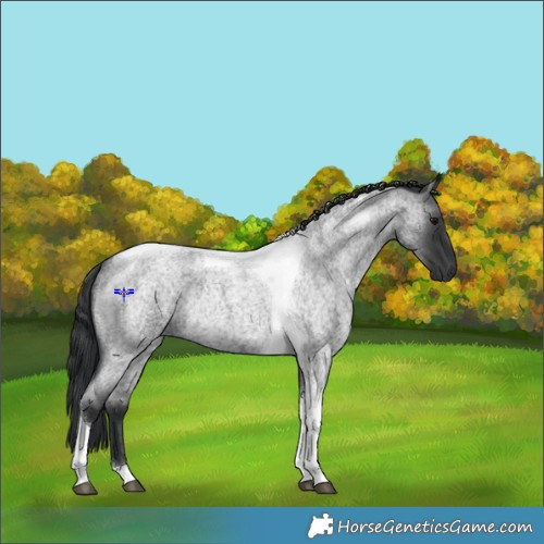 Horse Color:Blue Roan Tobiano Rabicano 