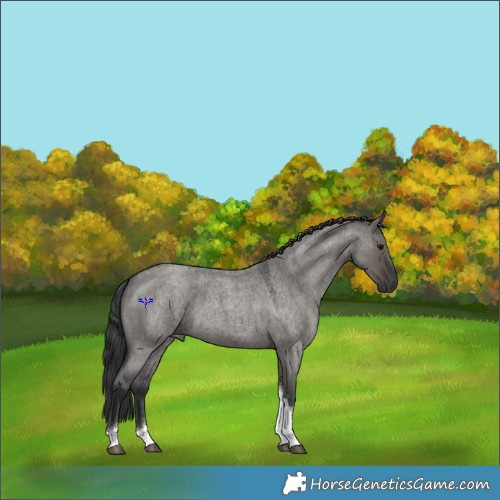 Horse Color:Grullo Roan Tobiano 