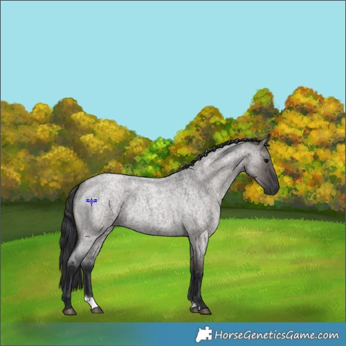 Horse Color:Grullo Roan 
