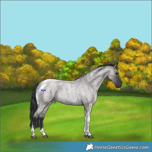 Horse Color:Grullo Roan Tobiano 