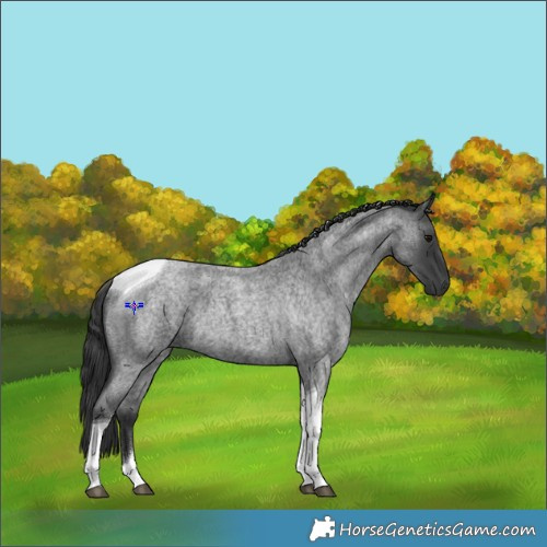 Horse Color:Blue Roan Tobiano 